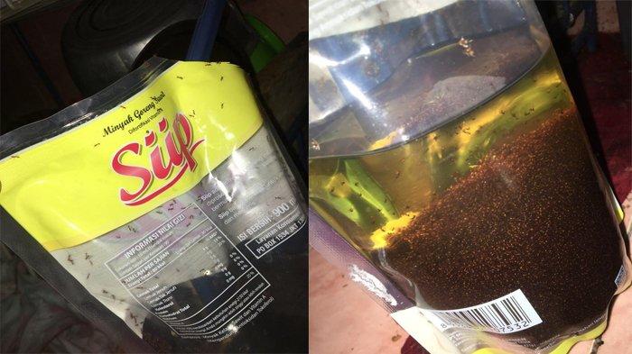 Waspada, Jangan Asal Beli Minyak Goreng Bisa Membahayakan Tubuh, Ini